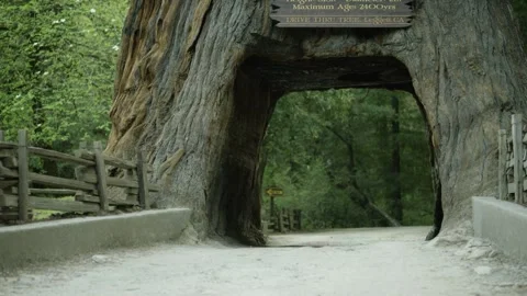 The Chandelier Tree in Drive-Thru Tree Park 06 Stock Footage 145885088