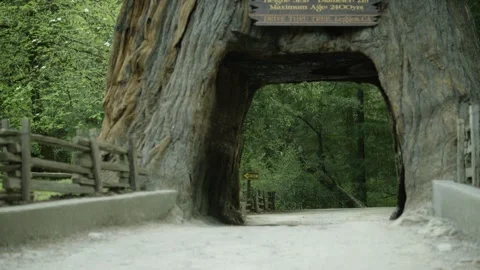 The Chandelier Tree in Drive-Thru Tree Park 07 Stock Footage 145885130