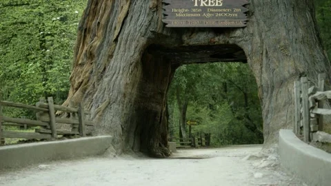 The Chandelier Tree in Drive-Thru Tree Park 08 Stock Footage 145885144