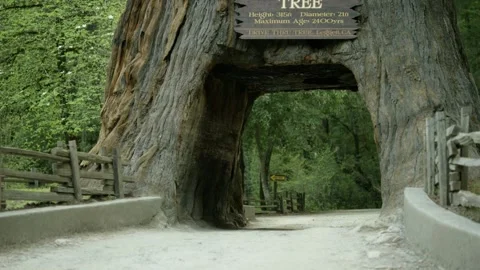 The Chandelier Tree in Drive-Thru Tree Park 09 Stock Footage 145885166