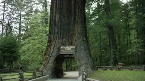 The Chandelier Tree in Drive-Thru Tree Park 10 Stock Footage 145885178