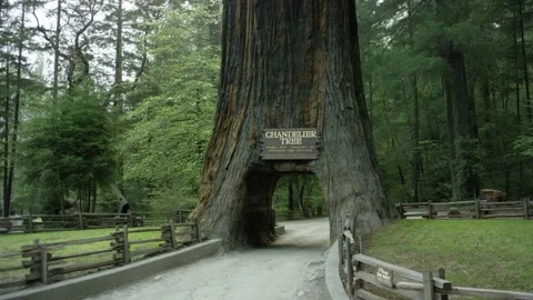 The Chandelier Tree in Drive-Thru Tree Park 11 Stock Footage 145885202