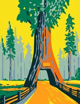 Chandelier Tree in Drive Thru Tree Park within Redwood National Park Califo.. Illustrazione stock