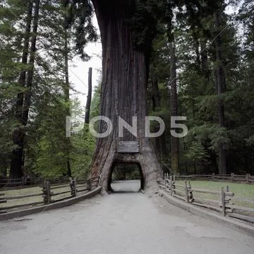 The Chandelier Tree, A Redwood Tree Cars Can Drive Through, Leggett, California,
