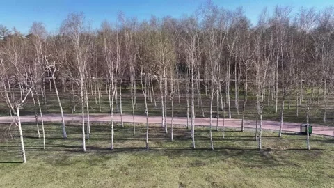 Changchun, China: Birch Forests Sprout Green Buds in Early Spring Stock Footage 332748196