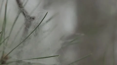 Change of focus cobwebs in the branches of trees in fog in a mountain forest Stock Footage 51486467