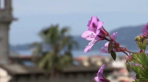Change of focus from flower to a palm tree Stock Footage 57127259