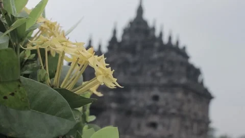 The change in focus of flowers and temples 動画素材 244009099