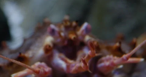 Change of focus .Paralithodes camtschaticus moves its paws and antennae. Stock Footage 166421305