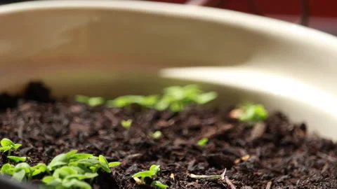 Change of focus of  seedling, macro Video stock 130530150