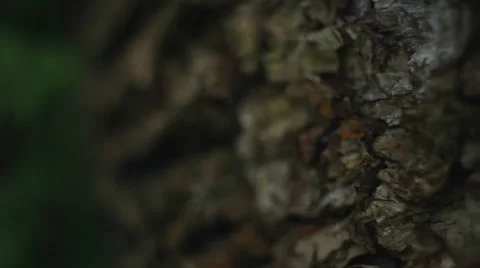 Change focus on the tree bark Video stock 55219334