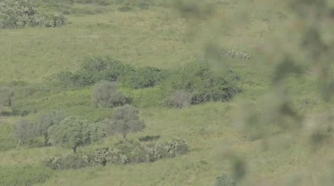 Change focus from tree to distant hills 스톡 동영상 43870070