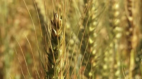 Change focus on a wheat leaf close up. Stock Footage 20513003