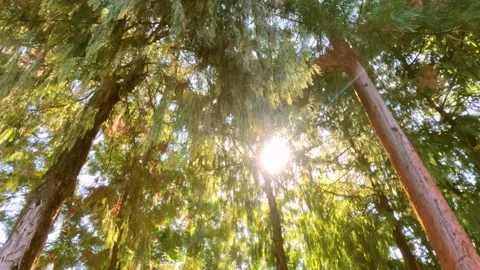 The change of light and shadow in the forest in autumn Stock Footage 225808215