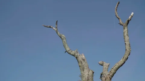 Change of light at a dead tree against the sky Stock Footage 96078042