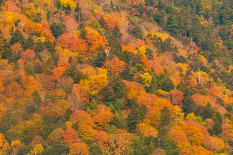 Change : Maple leaf on the tree when the leaves change color in Japan 写真素材