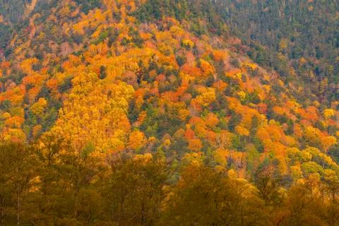 Change : Maple leaf on the tree when the leaves change color in Japan 写真素材