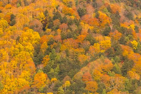 Change : Maple leaf on the tree when the leaves change color in Japan 写真素材