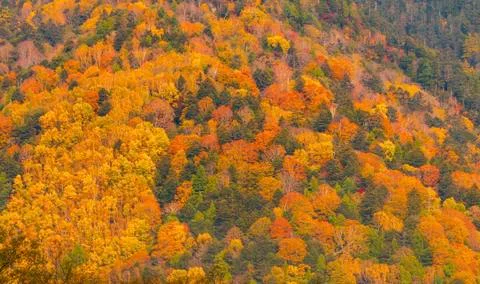 Change : Maple leaf on the tree when the leaves change color in Japan 写真素材