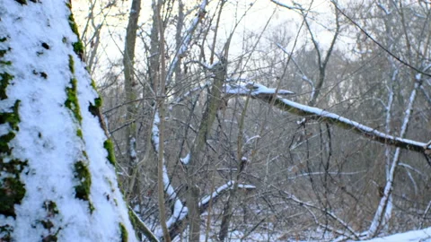 Change of perspective from snowy tree trunk to snowy forest Stock Footage 167839641