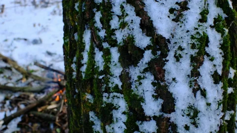 Change of perspective from snowy tree trunk to campfire 스톡 동영상 167839834