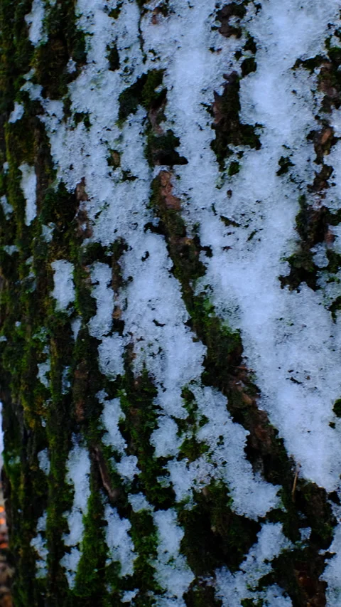 Change of perspective from snowy tree trunk to campfire. vertical orientation Stock Footage 167906496