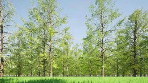 Change seasons summer winter time lapse Stock Footage 256713333