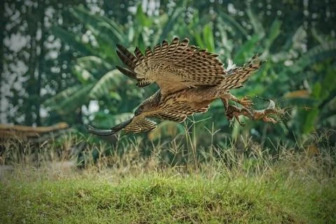 Changeable hawk-eagle catch small monitor lizard Stock Photos