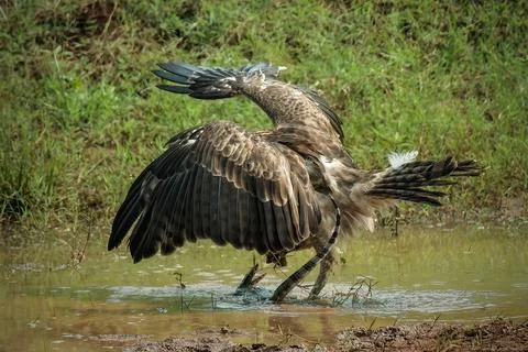 Changeable hawk-eagle catch small monitor lizard Stock Photos