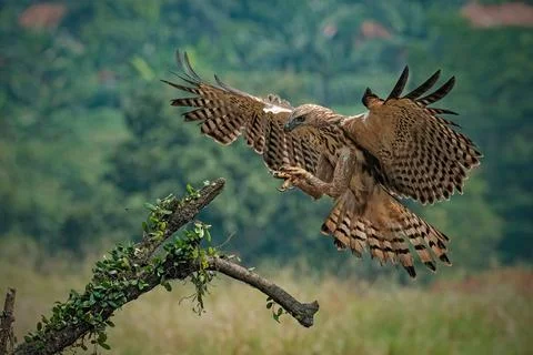 Changeable hawk-eagle catch small monitor lizard Stock Photos