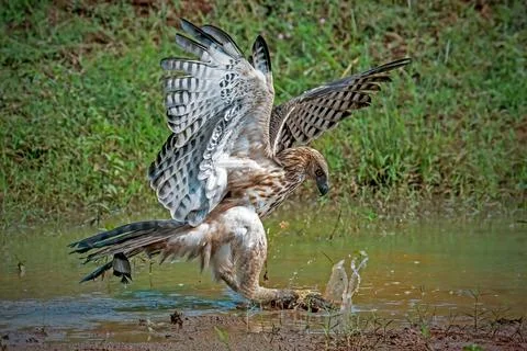 Changeable hawk-eagle catch small monitor lizard Stock Photos