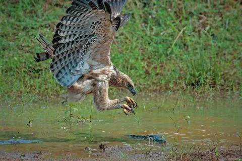 Changeable hawk-eagle catch small monitor lizard Stock Photos