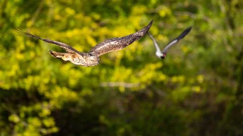 Changeable hawk-eagle chased by red-wattled lapwing. Stock Photos
