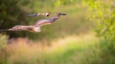 Changeable hawk-eagle chased by red-wattled lapwing. Stock Photos