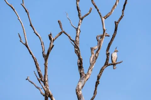 Changeable hawk-eagle / crested hawk-eagle in Udawalawe National Wildlife Stock Photos