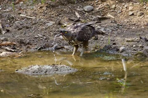 Changeable Hawk Eagle drinking action Stock Photos