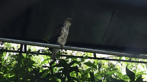 Changeable Hawk eagle - Elang Brontok (Nisaetus cirrhatus) Stock Footage 118876440