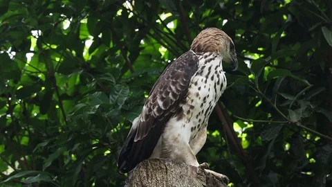 Changeable Hawk eagle - Elang Brontok (Nisaetus cirrhatus) Stock Footage 119433958