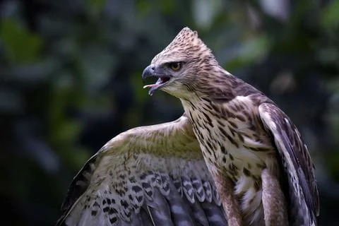 Changeable hawk eagle with a fierce gaze Stock Photos