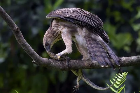 Changeable hawk eagle with a fierce gaze Stock Photos
