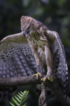 Changeable hawk eagle with a fierce gaze Stock Photos