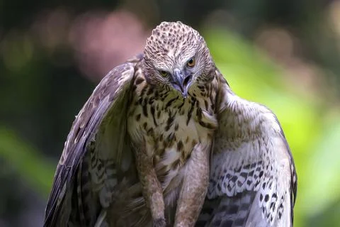 Changeable hawk eagle with a fierce gaze Stock Photos