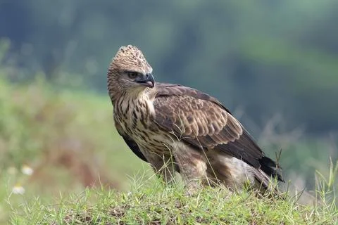 Changeable hawk eagle with a fierce gaze Stock Photos
