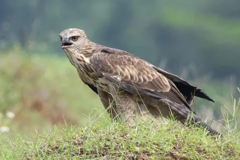 Changeable hawk eagle with a fierce gaze Stock Photos