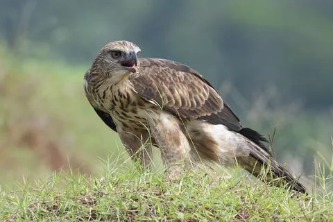 Changeable hawk eagle with a fierce gaze Stock Photos