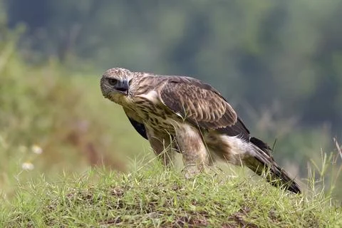 Changeable hawk eagle with a fierce gaze Stock Photos