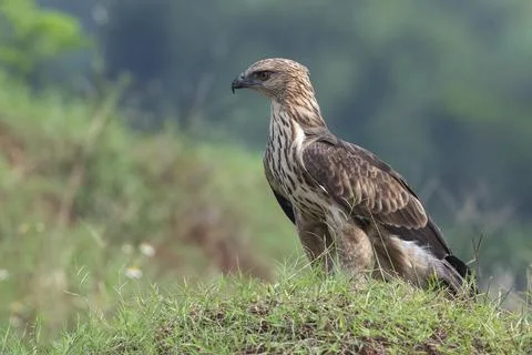 Changeable hawk eagle with a fierce gaze Stock Photos