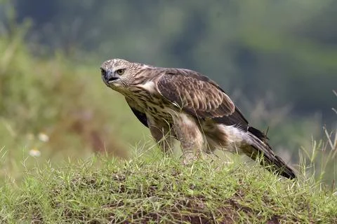 Changeable hawk eagle with a fierce gaze Stock Photos