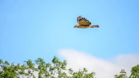 Changeable hawk eagle flies above green trees under a clear blue sky. Stock Photos