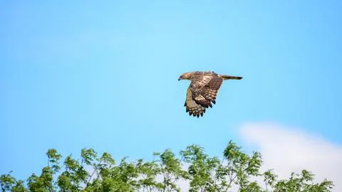 Changeable hawk eagle flies above green trees under a clear blue sky. Stock Photos